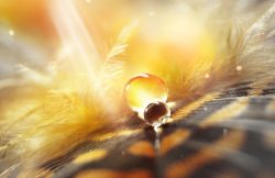 Drops of water dew on a fluffy feather in the light sun close-up macro  on golden brown blurred background. Abstract elegant airy delicious magical bright artistic image.